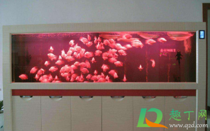 竹炭放鱼缸什么位置(木炭放鱼缸)