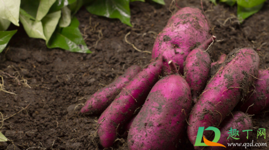红薯种下多少天开始结薯(红薯种多久结果)