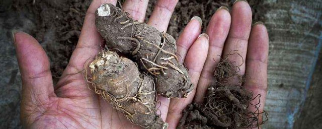 重楼的临床应用(重楼的药用性能)