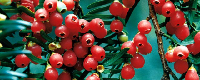 红豆杉有什么好处(红豆杉有什么好处漠河迎入冬最低温)