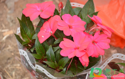 阴暗角落适合养什么花(阴暗的房间养什么花好) 阴暗角落适合养什么花(阴暗的房间养什么花好)