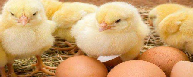 种蛋能敷出小鸡(鸡蛋敷孵小鸡需要公鸡吗)