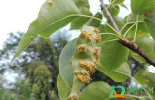 梨树叶子老长小刺是怎么回事(梨树叶子上长毛刺) 梨树叶子老长小刺是怎么回事(梨树叶子上长毛刺)