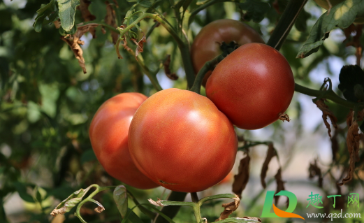 西红柿发酵后可以浇花吗(西红柿发酵养花)