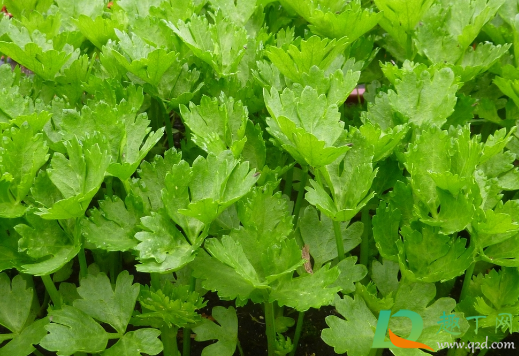 芹菜老黄叶正常吗(芹菜叶片发黄是什么病)