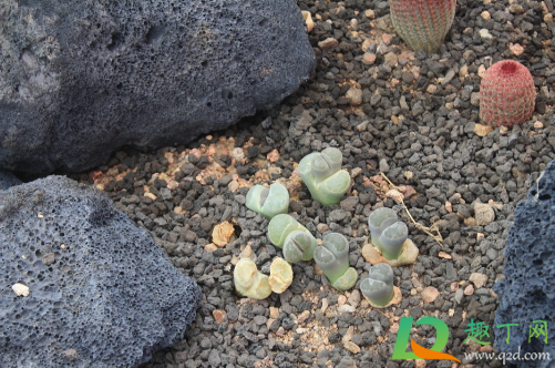 多肉小苗可以不修根上盆吗(多肉小苗移盆要修根吗)