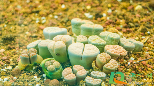 生石花潮土上盆还是干土(生石花潮土上盆,什么时候可以再浇水)