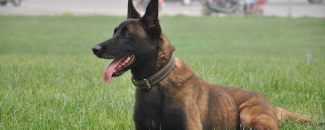 狗狗和人的年龄对比(宠物狗的年龄跟人的年龄相差多少)