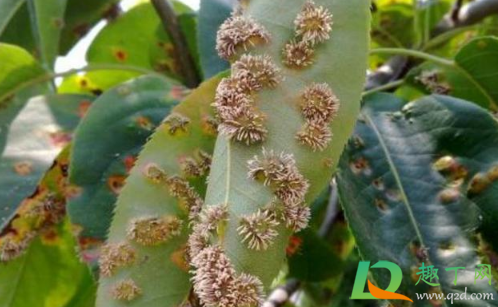 梨树叶子老长小刺是怎么回事(梨树叶子上长毛刺)