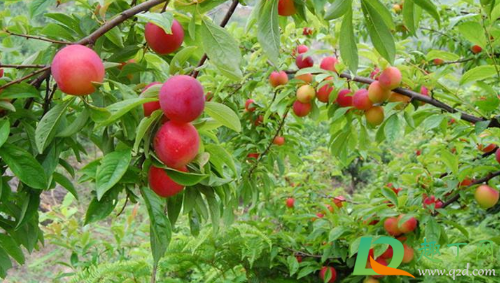 新栽李子苗用不用把尖剪了(李子树剪下来的枝能栽吗) 新栽李子苗用不用把尖剪了(李子树剪下来的枝能栽吗)