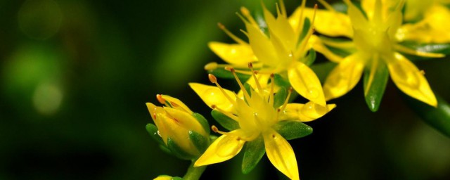 垂盆草有什么好处(垂盆草的好处)