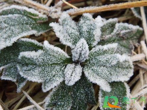 2020年秋天什么时候下霜(今年下霜早吗2020)