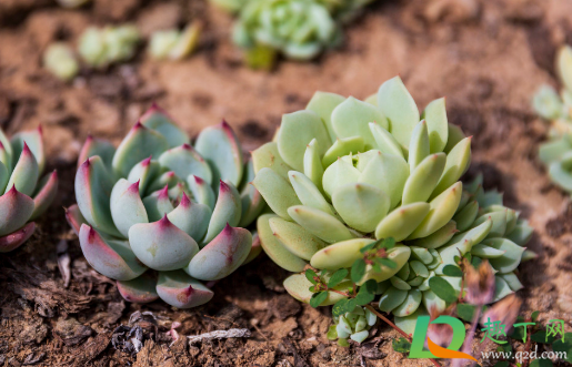 海琳娜多肉好出状态吗(海琳娜多肉状态图片)