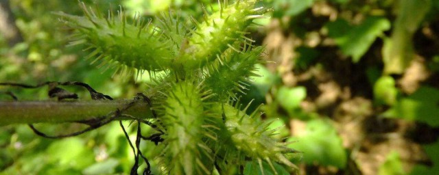 苍耳子的功效与作用有哪些呢(苍耳子的功效与作用)