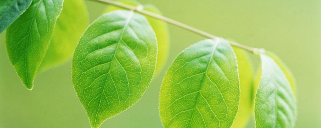 如何形容树叶(如何形容树叶的声音)