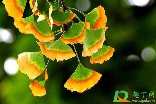 2020年秋天来的早吗(2020年春天来的早吗)