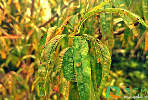 桃树叶子咋老发黄(桃树小叶子发黄)
