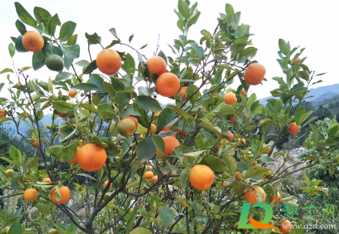 沙糖桔什么时候喷着色剂(沙糖桔什么时候打着色) 沙糖桔什么时候喷着色剂(沙糖桔什么时候打着色)