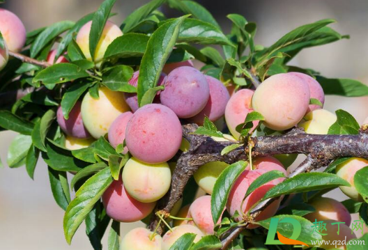 新栽李子苗用不用把尖剪了(李子树剪下来的枝能栽吗)