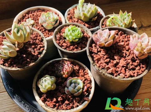 晾根后的多肉种植要不要浇水(多肉晾根后怎么种植)