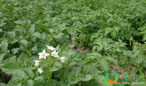 马铃薯种植能用草木灰吗(请问怎样在栽种红薯的时候使用草木灰?)