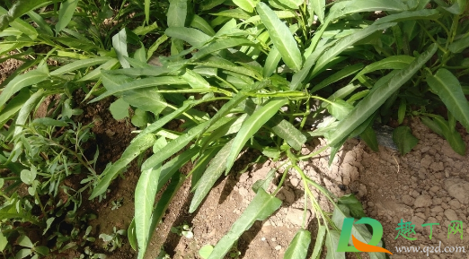 淘米水可以浇空心菜吗(淘米水能浇菜吗淘米水能浇花吗)