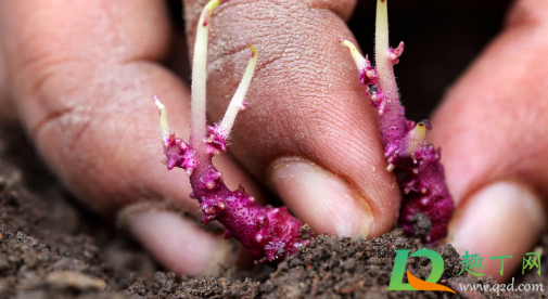 马铃薯种植能用草木灰吗(请问怎样在栽种红薯的时候使用草木灰?)
