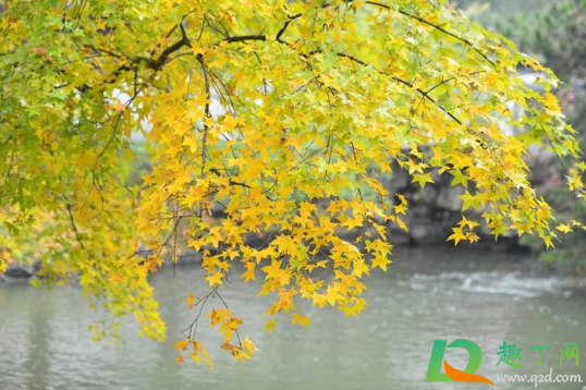 2020年秋天雨水会不会大(明年的雨水大吗) 2020年秋天雨水会不会大(明年的雨水大吗)