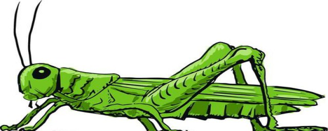 为什么还会闹蝗灾 为什么不吃蝗虫