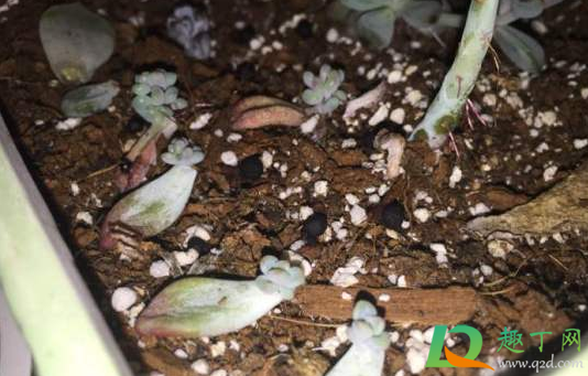 鸽子粪晒干就可以用么(晒干的鸽子粪怎么发酵)