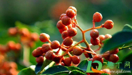 花椒除了吃还可以做什么(花椒可以用来做哪些菜) 花椒除了吃还可以做什么(花椒可以用来做哪些菜)