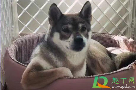 笑yue是什么意思网络用语(什么是笑yue了)