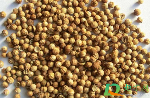 香菜种子冰箱催芽要冷藏多少天(香菜种子冷冻催芽)