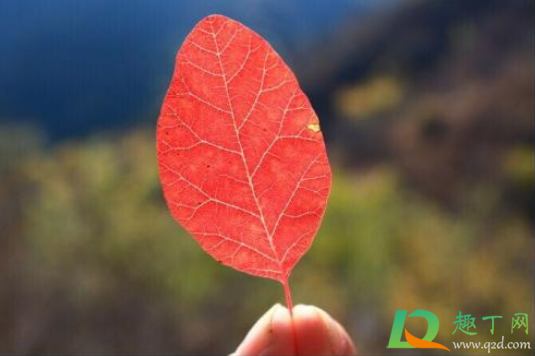 秋天雨水多冬天会更冷吗(夏天雨水多冬天是不是会很冷) 秋天雨水多冬天会更冷吗(夏天雨水多冬天是不是会很冷)