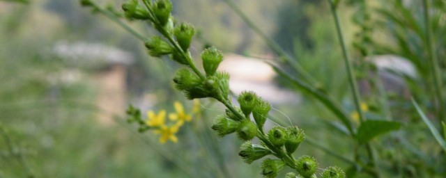 仙鹤草的四大功效与作用(仙鹤草的十大功效)