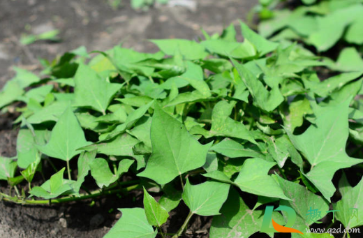 红薯种下多少天开始结薯(红薯种多久结果)