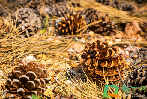 松针拌在土里面能种菜吗(松针土可以种香菜吗)