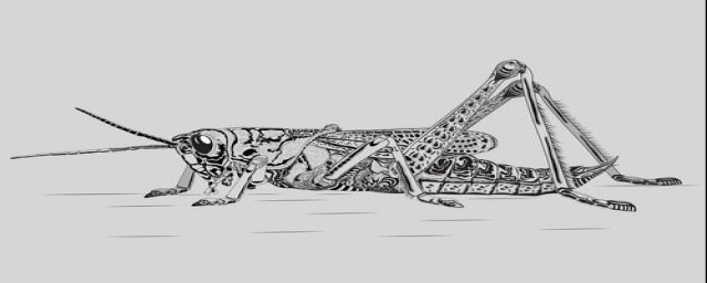 蚂蚱有多少条腿(两条腿的蚂蚱)