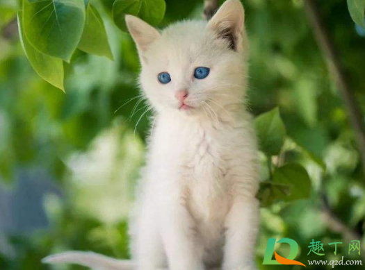 梦见猫是什么预兆(梦见猫是什么预兆周公解梦梦见猫交配) 梦见猫是什么预兆(梦见猫是什么预兆周公解梦梦见猫交配)