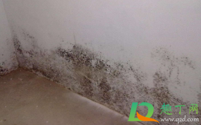 内墙发霉长白毛怎么办(大白墙长毛发霉怎么办)