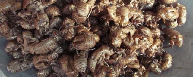 蝉蜕的功效与作用详述(蝉蜕的主要功效)