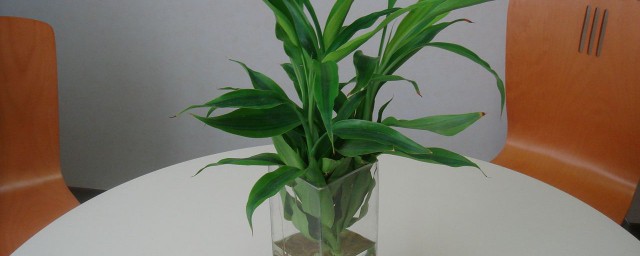 最旺宅的5种植物(最旺宅的绿植)