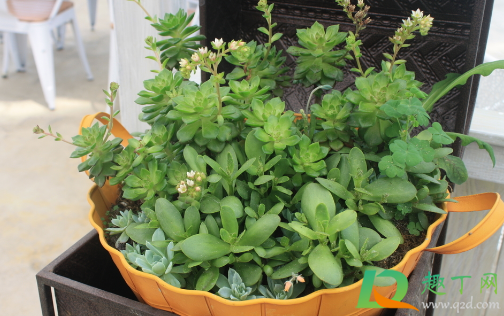 多肉小苗可以不修根上盆吗(多肉小苗移盆要修根吗) 多肉小苗可以不修根上盆吗(多肉小苗移盆要修根吗)