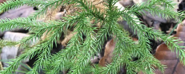 伸筋草的注意事项(伸筋草如何使用)