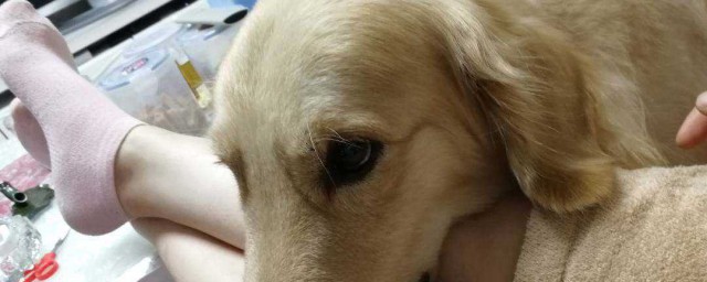 这些小可爱你可以去养一只(我家养了一只可爱的小狗)