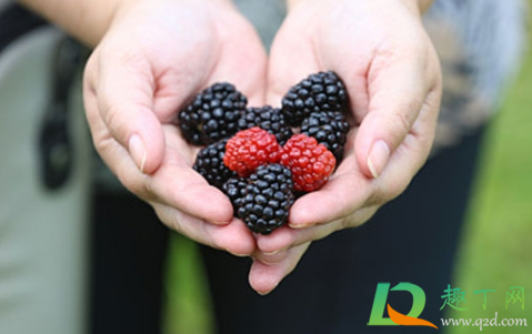 吃桑葚怎么把手洗干净(桑葚手上怎么洗)