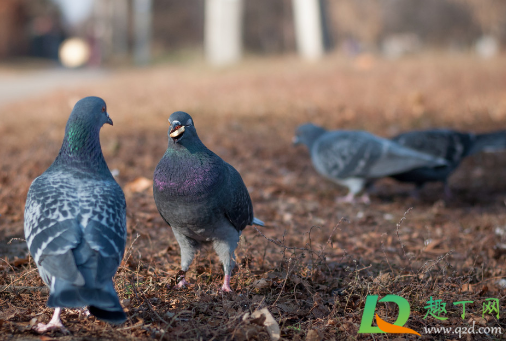 鸽子粪晒干就可以用么(晒干的鸽子粪怎么发酵) 鸽子粪晒干就可以用么(晒干的鸽子粪怎么发酵)