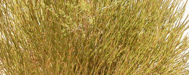 今天就专门为大家介绍一下(下面就让我来给大家介绍一下吧)