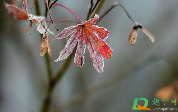 2020年秋天什么时候下霜(今年下霜早吗2020)