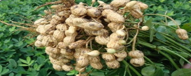 一亩地要多少花生种(种花生一亩地需要多少斤花生种)